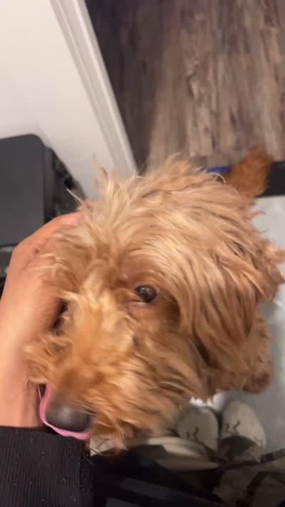 Scooby, a male Goldendoodle for sale in Bronx, NY – 3 of 5