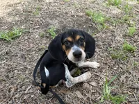 Milo, a male Beagle for sale in Davenport, FL – 2 of 2