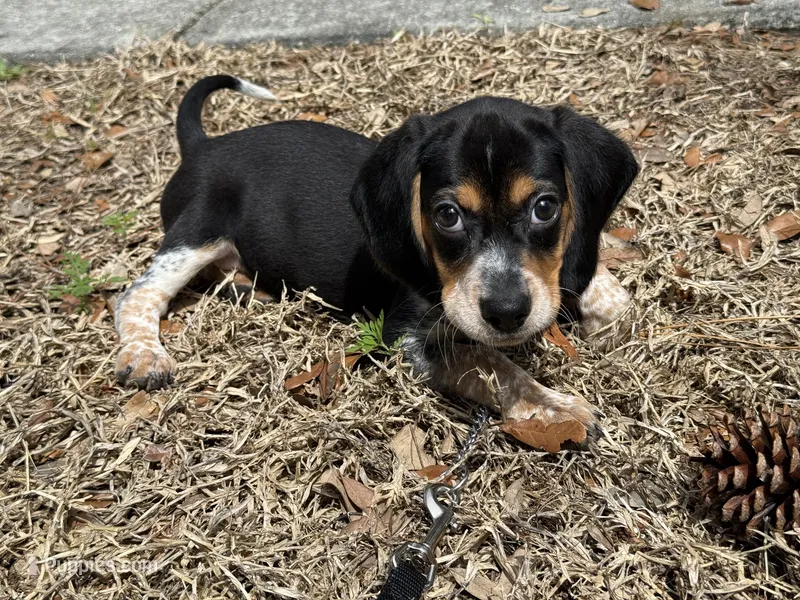 Milo – Beagle puppy for sale in Davenport, FL