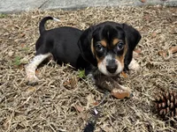 Milo, a male Beagle for sale in Davenport, FL – 1 of 2