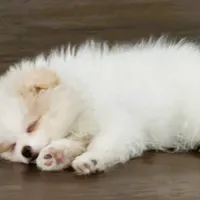 Maverick: AKC, a male Pomeranian for sale in Dallas, GA – Photo 7 of 7