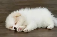 Maverick: AKC, a male Pomeranian for sale in Dallas, GA – Photo 7 of 7