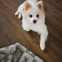 Maverick: AKC, a male Pomeranian for sale in Dallas, GA – Photo 3 of 7