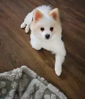 Maverick: AKC, a male Pomeranian for sale in Dallas, GA – Photo 3 of 7