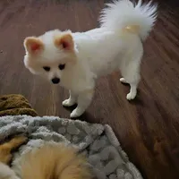 Maverick: AKC, a male Pomeranian for sale in Dallas, GA – Photo 5 of 7