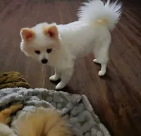 Maverick: AKC, a male Pomeranian for sale in Dallas, GA – Photo 5 of 7