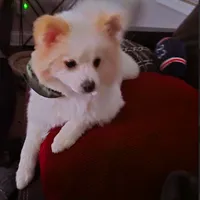 Maverick: AKC, a male Pomeranian for sale in Dallas, GA – Photo 4 of 7