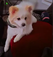 Maverick: AKC, a male Pomeranian for sale in Dallas, GA – Photo 4 of 7