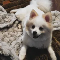 Maverick: AKC, a male Pomeranian for sale in Dallas, GA – Photo 2 of 7