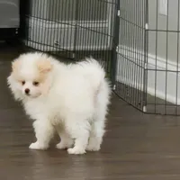 Maverick: AKC, a male Pomeranian for sale in Dallas, GA – Photo 6 of 7