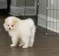 Maverick: AKC, a male Pomeranian for sale in Dallas, GA – Photo 6 of 7