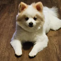 Maverick: AKC, a male Pomeranian for sale in Dallas, GA – Photo 1 of 7