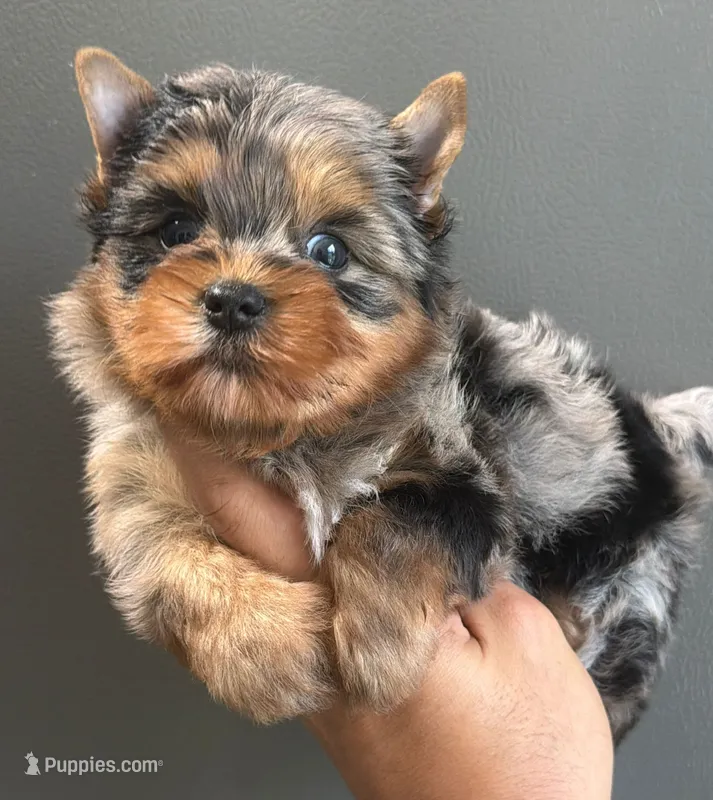 Merle boy – Yorkshire Terrier puppy for sale in Orlando, FL