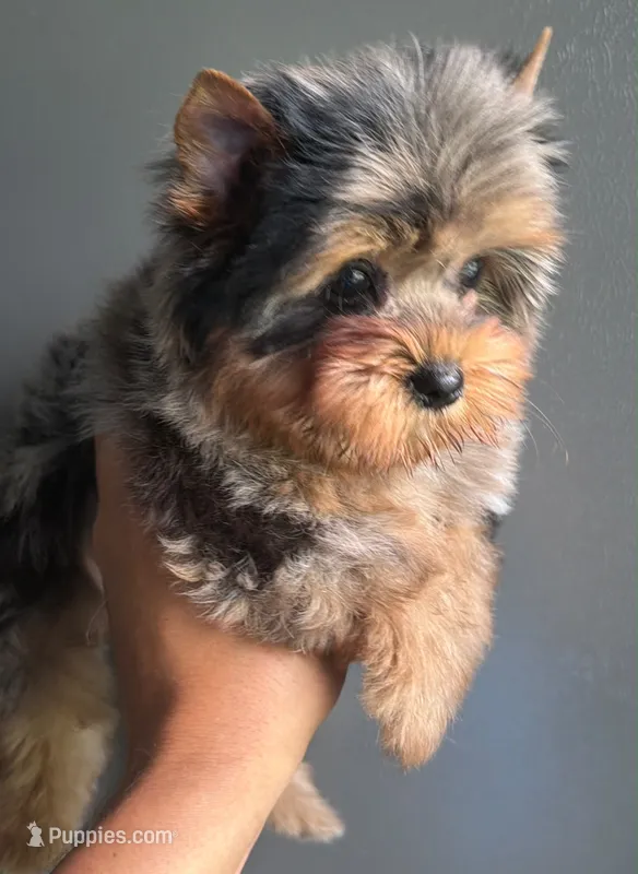 Merle boy – Yorkshire Terrier puppy for sale in Orlando, FL