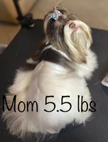 Choco parti 3, a male Yorkshire Terrier for sale in Orlando, FL – 2 of 3