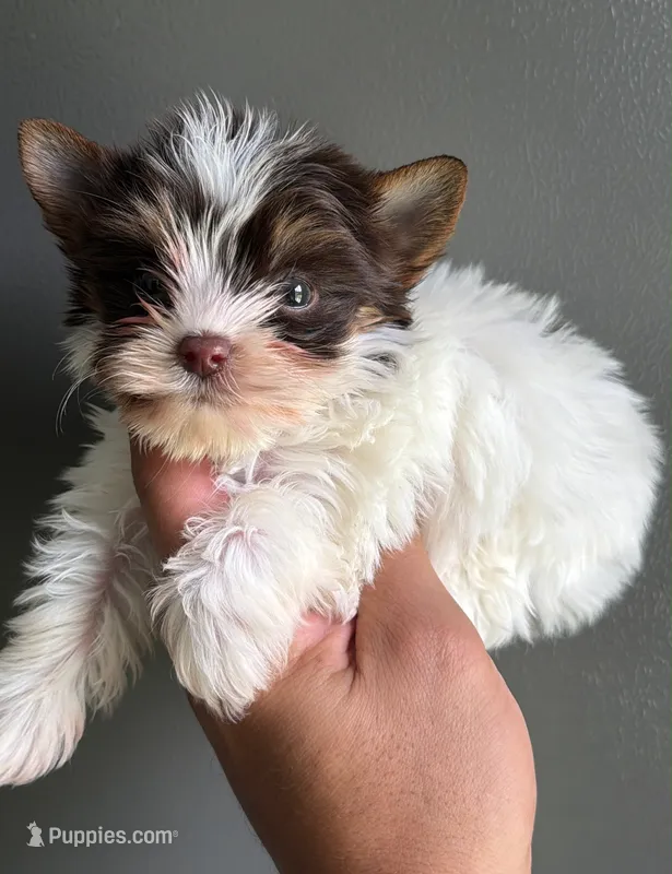 Partí boy 1 – Yorkshire Terrier puppy for sale in Orlando, FL