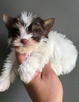 Partí boy 1, a male Yorkshire Terrier for sale in Orlando, FL – 1 of 1