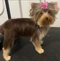 Choco boy, a male Yorkshire Terrier for sale in Orlando, FL – 3 of 4