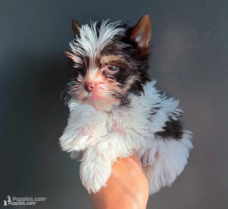 Partí boy 2 – Yorkshire Terrier puppy for sale in Orlando, FL