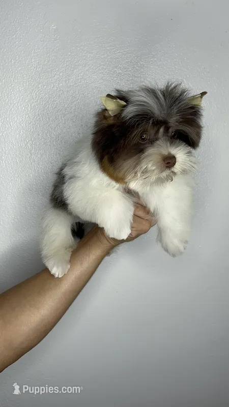 Choco parti boy – Yorkshire Terrier puppy for sale in Orlando, FL