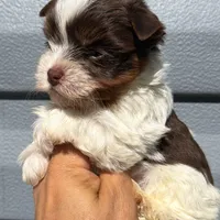 Choco parti boy, a male Yorkshire Terrier for sale in Orlando, FL – Photo 2 of 2