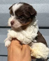 Choco parti boy, a male Yorkshire Terrier for sale in Orlando, FL – Photo 2 of 2