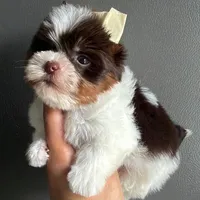 Choco parti boy, a male Yorkshire Terrier for sale in Orlando, FL – Photo 1 of 2