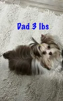 Choco parti 3, a male Yorkshire Terrier for sale in Orlando, FL – 3 of 3