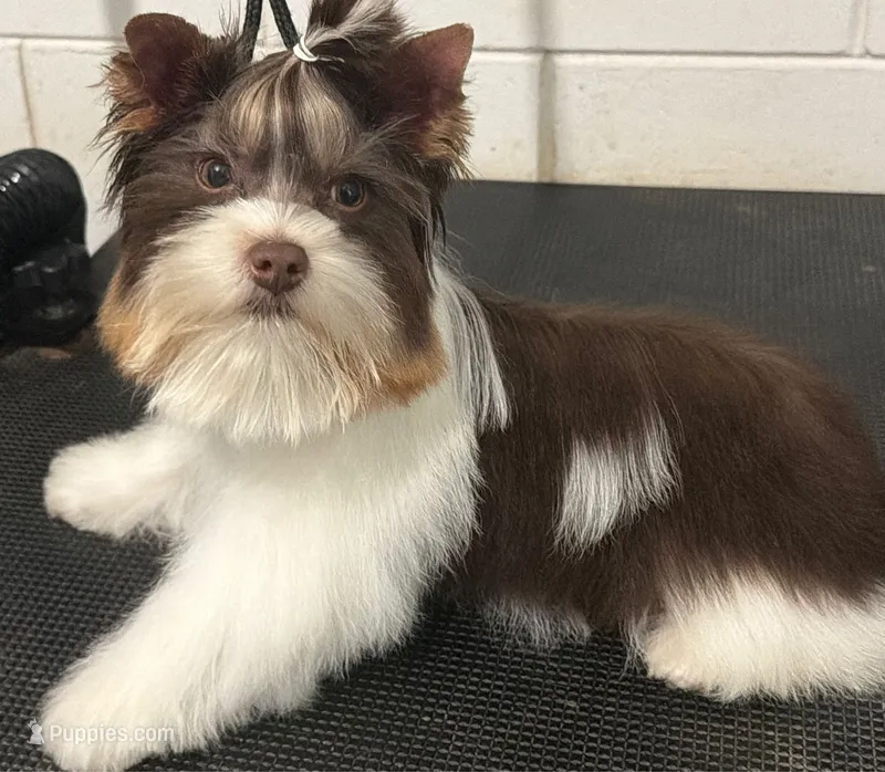 Choco parti boy, a male Yorkshire Terrier for sale in Orlando, FL – 1 of 2