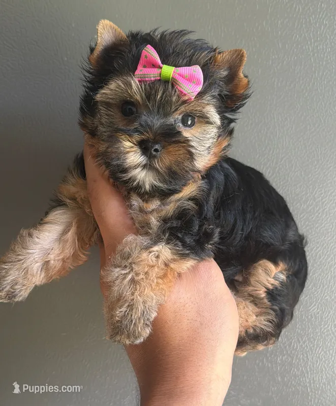 Tradicional – Yorkshire Terrier puppy for sale in Orlando, FL