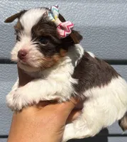 Choco parti girl, a female Yorkshire Terrier for sale in Orlando, FL – Photo 2 of 2