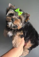Tradicional, a female Yorkshire Terrier for sale in Orlando, FL – 2 of 2