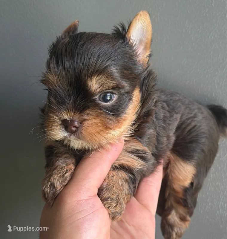 Choco boy – Yorkshire Terrier puppy for sale in Orlando, FL