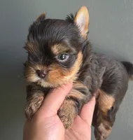Choco boy, a male Yorkshire Terrier for sale in Orlando, FL – 1 of 4
