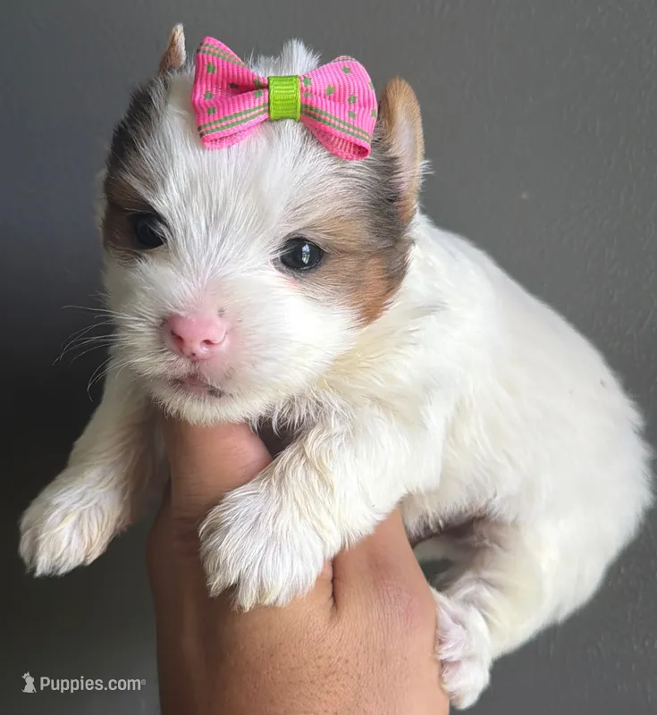 White and Tan Merle  – Yorkshire Terrier puppy for sale in Orlando, FL