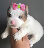 White and Tan Merle , a female Yorkshire Terrier for sale in Orlando, FL – 1 of 4