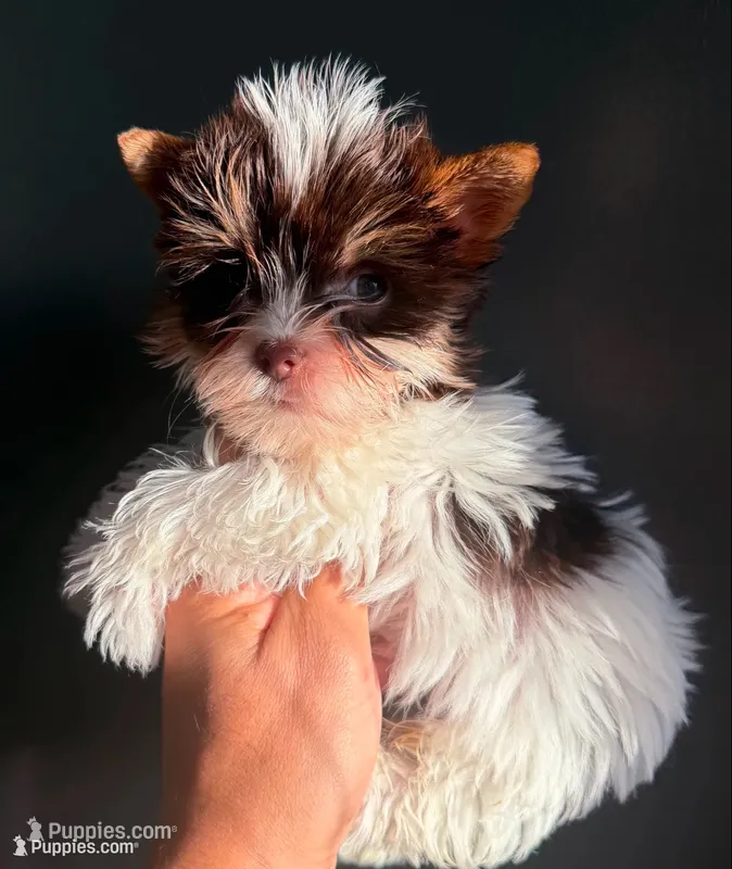 Choco parti 3 – Yorkshire Terrier puppy for sale in Orlando, FL