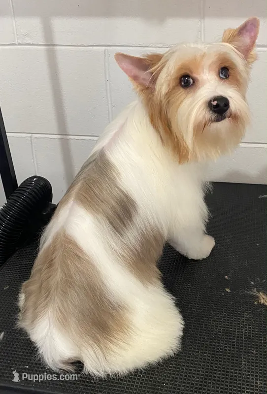 Sasha – Yorkshire Terrier puppy for sale in Orlando, FL