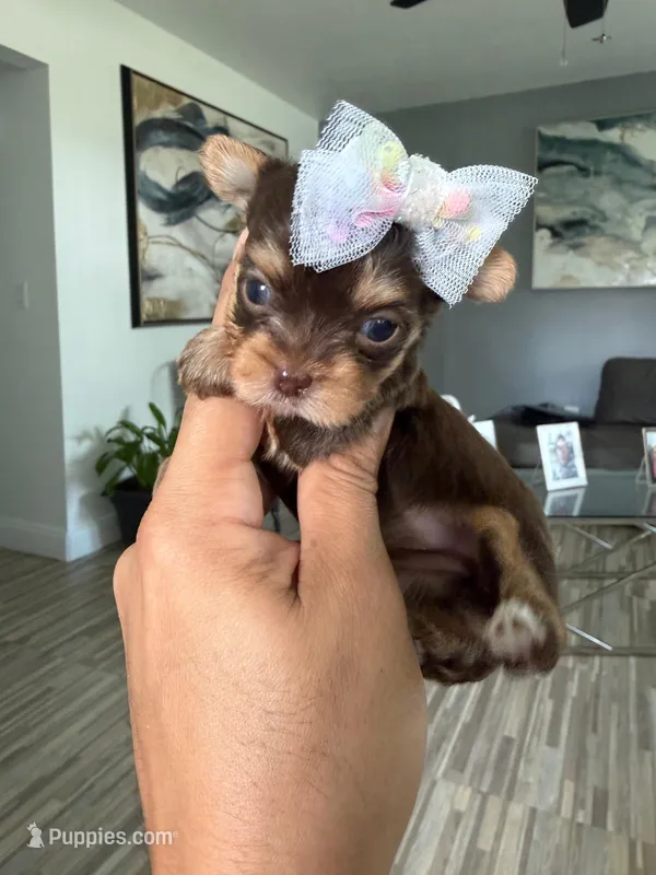 Choco girl 1 – Yorkshire Terrier puppy for sale in Orlando, FL