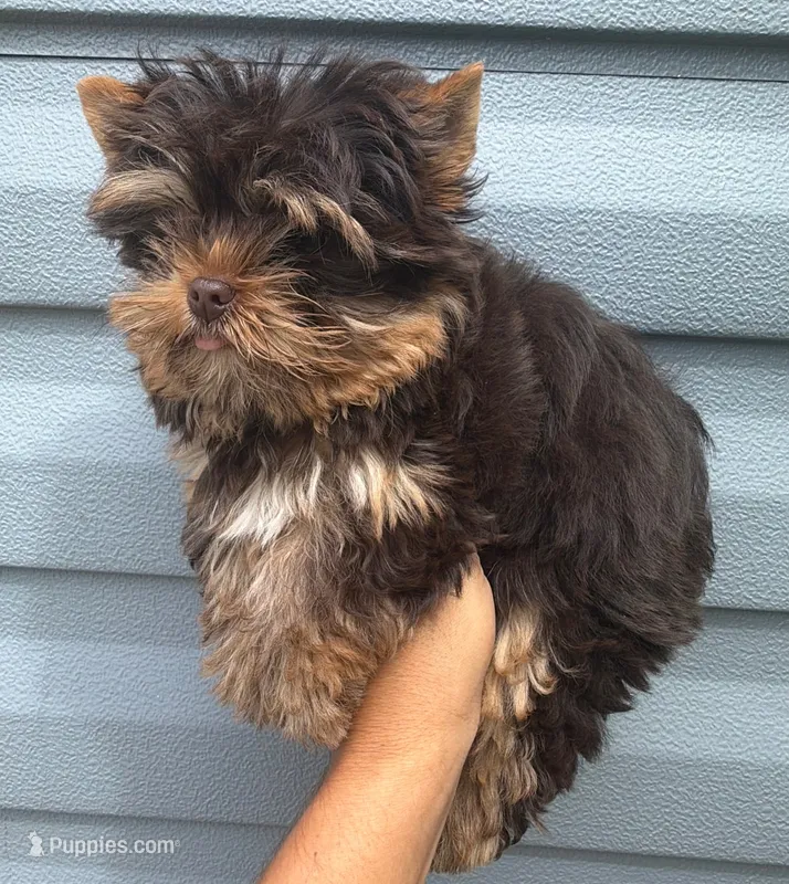 Choco boy – Yorkshire Terrier puppy for sale in Orlando, FL