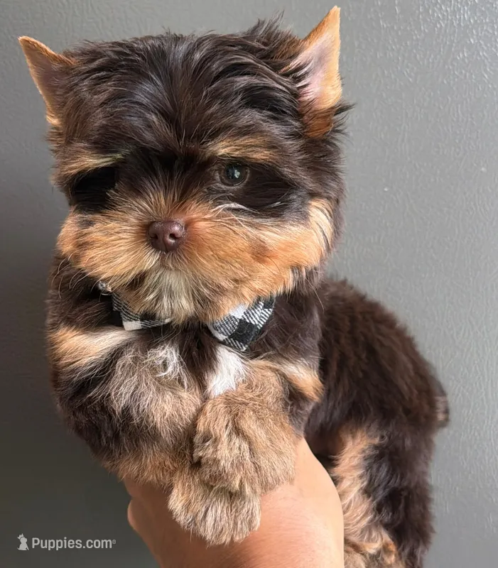 Choco boy – Yorkshire Terrier puppy for sale in Orlando, FL