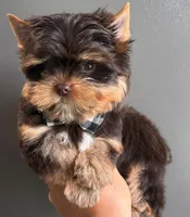 Choco boy, a male Yorkshire Terrier for sale in Orlando, FL – 1 of 5