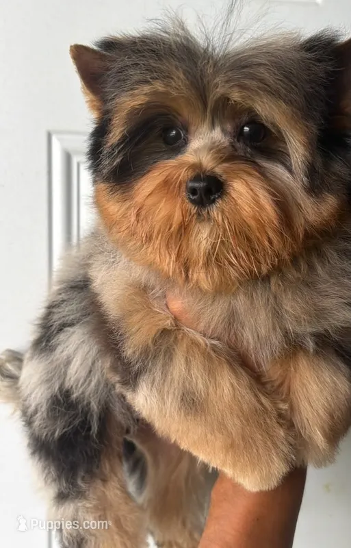 Merle boy – Yorkshire Terrier puppy for sale in Orlando, FL