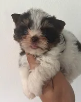 Choco parti 3, a male Yorkshire Terrier for sale in Orlando, FL – 1 of 3