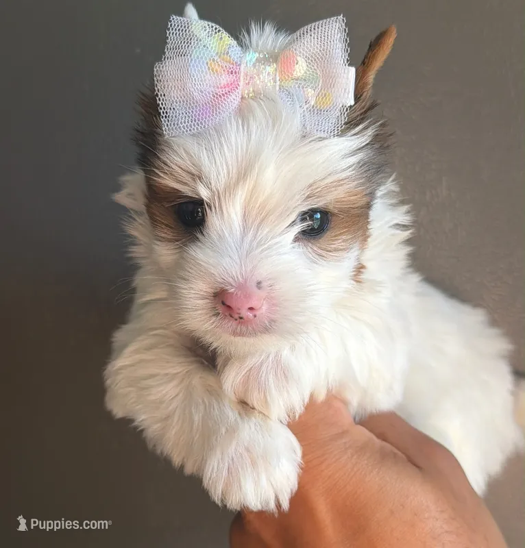 White and Tan Merle  – Yorkshire Terrier puppy for sale in Orlando, FL
