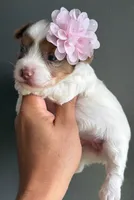 Blonde & white merle, a female Yorkshire Terrier for sale in Orlando, FL – 1 of 3