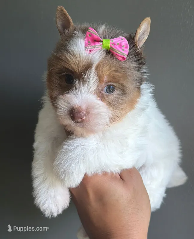 Blonde & white merle – Yorkshire Terrier puppy for sale in Orlando, FL