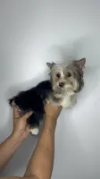 Partí boy, a male Yorkshire Terrier for sale in Orlando, FL – 1 of 2