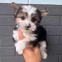 Partí boy, a male Yorkshire Terrier for sale in Orlando, FL – Photo 1 of 2