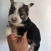 Partí boy, a male Yorkshire Terrier for sale in Orlando, FL – Photo 2 of 2